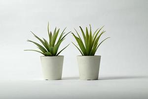 plant in a pot isolated on white background photo