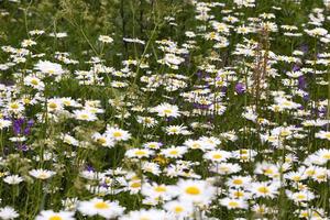 daisy in a field photo