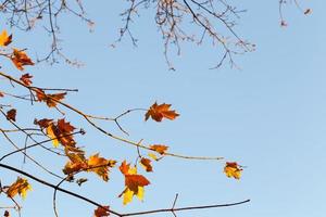 colorful maple leaves photo