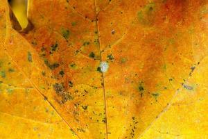 yellowed maple leaves photo