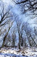 winter forest, sunny weather photo