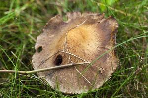 dangerous mushroom, close up photo