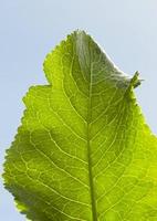 green horseradish, close up photo