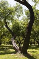 Trees park, summer photo