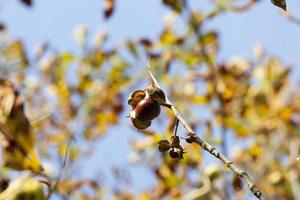 Single chestnut, close up photo