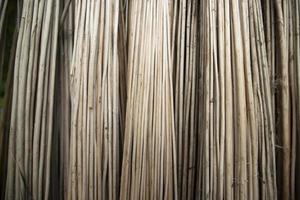 Rows and Rows of brown Jute Sticks Texture background of a field photo