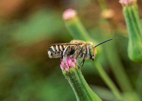 close up photo of a honey bee sucking nectar on a wildflower