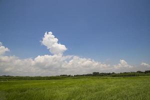 Beautiful Green rice fields  with contrasting  Cloudy skies photo