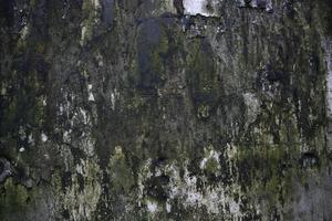 Fungi Green Moss Texture abstract background concrete wall. Rusty, Grungy, Gritty Vintage Background photo