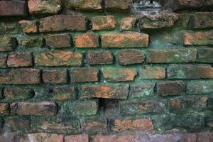 Fungi Green moss on the old brick wall has an abstract background texture photo