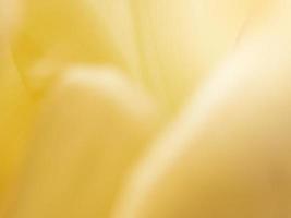 Blurred flowers background design. Soft focus of flowers. photo