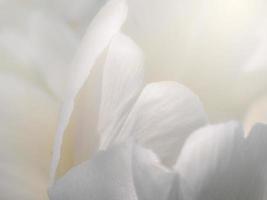 Blurred flowers background design. Soft focus of flowers. photo