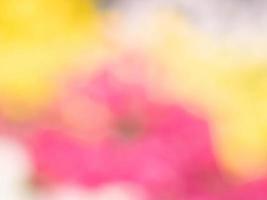 Blurred flowers background design. Soft focus of flowers. photo