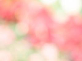 Blurred flowers background design. Soft focus of flowers. photo