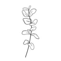 Eucaliptus branch line art drawing. Vector outline illustration with leaves isolated on white. Botanical plant