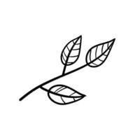 Branch of plant. Leaves in line style. vector