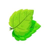 Mint leaf. Cool spice. Refreshment and freshness. vector