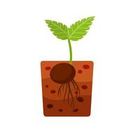 Sprout of plant. Small green leaves. Sprouted seed. Farm and gardening. Planting of crop in ground. Layer of brown earth and soil. vector