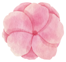 acuarela de flor rosa pintada para elemento decorativo png