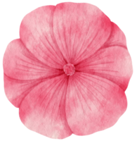 aquarela de flor rosa pintada para elemento decorativo png