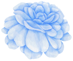 rosa azul flores acuarela ilustración png