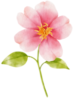 Pink flowers watercolor illustration png