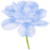 illustration aquarelle de fleurs bleues roses png