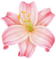 Pink lily flowers watercolor illustration png