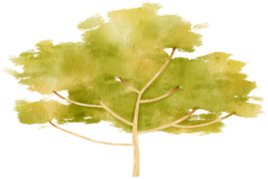 illustration aquarelle arbre pour élément décoratif png