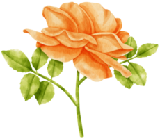 illustration aquarelle de fleurs rose orange png