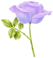 Purple rose flowers watercolor illustration png