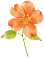 Orange flowers watercolor illustration png