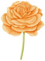 illustration aquarelle de fleurs rose orange png