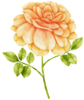 rosa naranja flores acuarela ilustración png