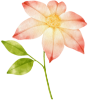 vackra klematis blommor akvarell illustration png