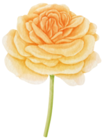 illustration aquarelle de fleurs roses jaunes png