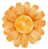 Orange flower watercolor painted for Decorative Element png