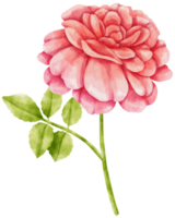 ilustração em aquarela de flores rosas vermelhas png