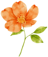 Orange flowers watercolor illustration png