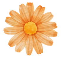 Orange flower watercolor painted for Decorative Element png