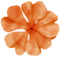 Orange flower watercolor painted for Decorative Element png