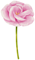 Pink lisianthus flower watercolor style for Decorative Element png