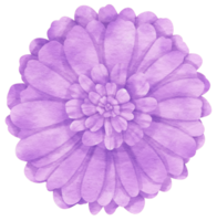 Purple flower watercolor painted for Decorative Element png