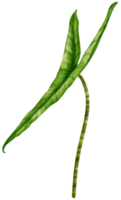 ilustración de acuarela de hoja tropical de alocasia png