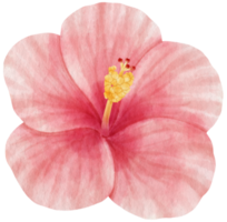 estilo aquarela de flor de hibisco rosa para elemento decorativo png