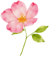 Pink flowers watercolor illustration png