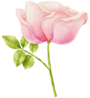 Pink rose flowers watercolor illustration png