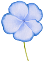 ilustração em aquarela de flores azuis png