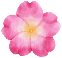 fiore rosa dipinto ad acquerello per elemento decorativo