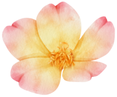 Blumen Aquarellillustration png